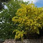 Image result for Ornamental Maple Tree