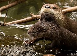 Image result for Otter Swimming with Baby