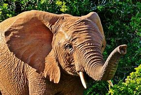 Image result for African Elephant Largest Animal