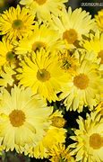 Image result for Chrysanthemum Citronella (Indicum-Group)
