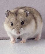 Image result for Hamster Chino