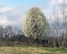 Image result for Fruitless Pear Trees