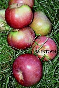 Image result for McIntosh Apple