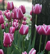 Image result for Tulipa Synaeda Blue