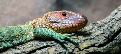 Image result for Red and Green Lizard