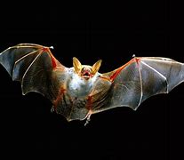 Image result for Flying Vampire Bat
