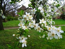 Image result for White Flowering Fruit Trees