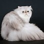 Image result for White Persian Cat with Black Specks