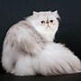 Image result for Black and White Spotted Persian Cat