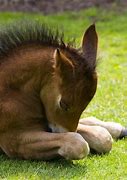 Image result for Cute Animals Praying