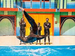 Image result for seaworld san antonio