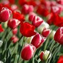 Image result for Flowers in Nature