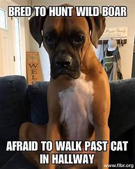 Image result for boxers dogs meme videos