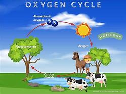 Image result for Science Cycle