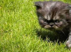 Image result for Gray Persian Cat