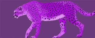 Image result for The Beginner's Guide Purple and Cheetaj