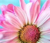 Image result for Pixabay Free Nature