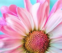 Image result for Pixabay Free Images Flower