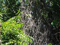 Image result for Dangerous Tree Climbing Vines