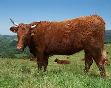 Image result for Salers Cross Cattle