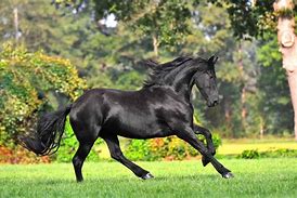 Image result for Beautiful Black Friesian Horse