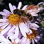 Image result for Apiaries & Beekeepers