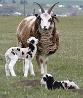Image result for Jacob Sheep Lamb