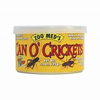 Image result for Chocolate Covered Crickets