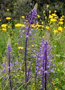 Image result for Scilla hyacinthoides Blue Arrow