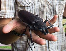 Image result for World's Biggest Bug