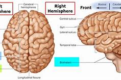 Image result for Brain Anatomy Model Labeled