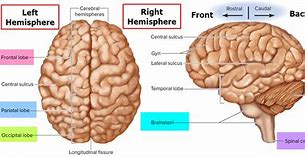 Image result for Brain Structure