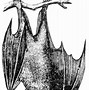 Image result for Real Bat Clip Art
