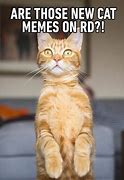 Image result for Idea Cat Meme