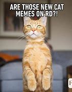 Image result for OH Damn Cat Meme