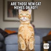 Image result for Trending Cat Meme