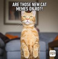 Image result for Very Good Meme Cat