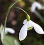 Image result for Galanthus Galatea