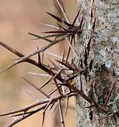 Image result for The Thorn Large Plants Ghost Box