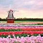 Image result for Amsterdam Tulips Background HD