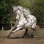 Image result for Appaloosa Gypsy Horse
