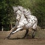 Image result for Appaloosa Horse Jumping
