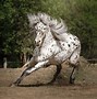 Image result for Appaloosa Horse