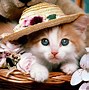 Image result for Cute Cats Google