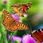 Image result for Butterflies HD