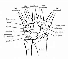 Image result for Skeleton Wrist Sign Language Drawing
