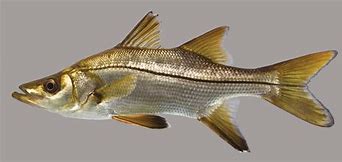 Image result for Snook Phylum