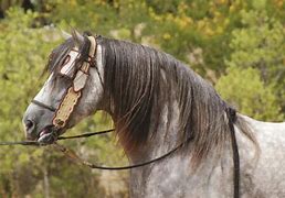 Image result for Barb Horse Head