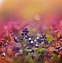 Image result for Macro Lens Nature Pics