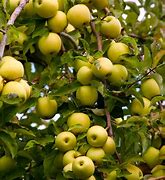 Image result for Golden Apple Fruit Tree
